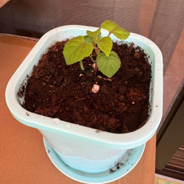 方口彩色膠花盆連底碟