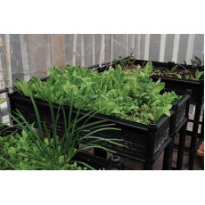 HCFL-有機小園圃系列(套裝)